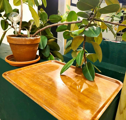 Tray