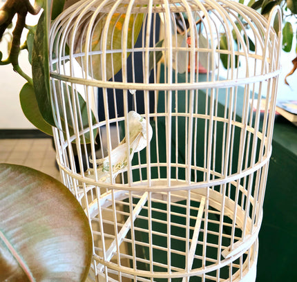 Classic White Domed Birdcage - Yatva