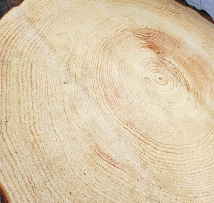 Woody Wood Tree Slice Area Rug by YLdesign (185cm) - Yatva