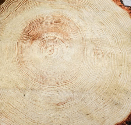 Woody Wood Tree Slice Area Rug by YLdesign (185cm) - Yatva